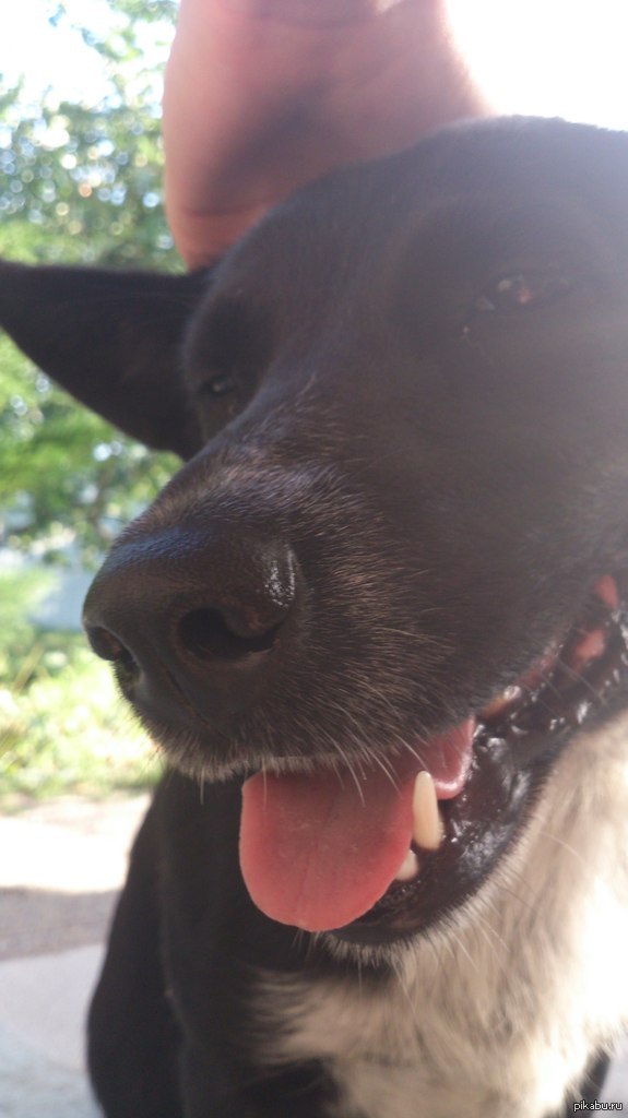 Что происходит с моей собакой, когда ей чешут за ухом.