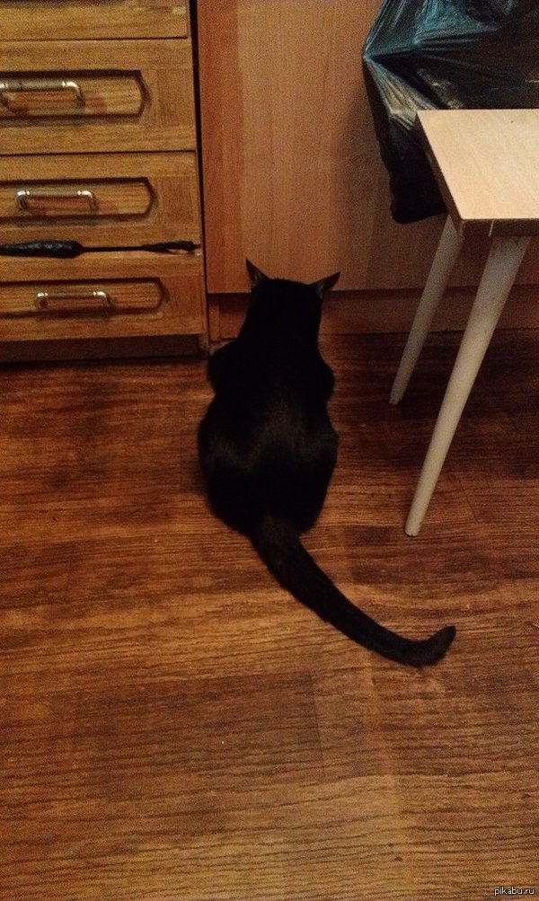 Так мой кот просит есть. Может сидеть так часами, пока его не покормишь.