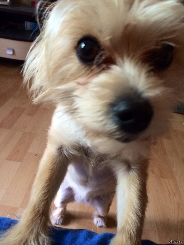 someone has too short paws to independently climb onto the sofa for a cookie - Sofa, Dog, My