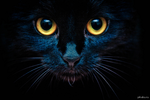 Котэ Великолепный