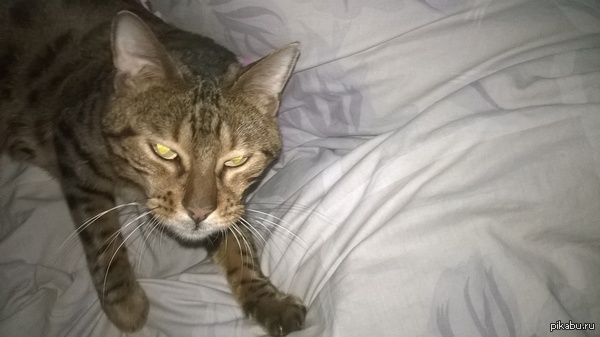 ��� ����