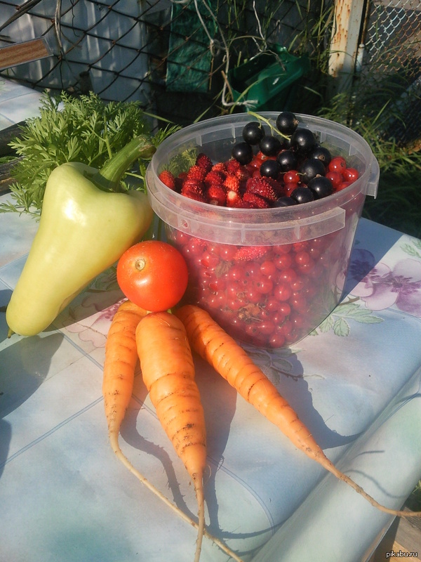 First time in the garden - My, Vegetables, Dacha, Teenagers, With your own hands, , Assembly