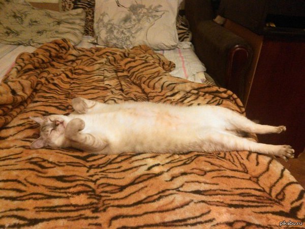 ��������� �������� �����