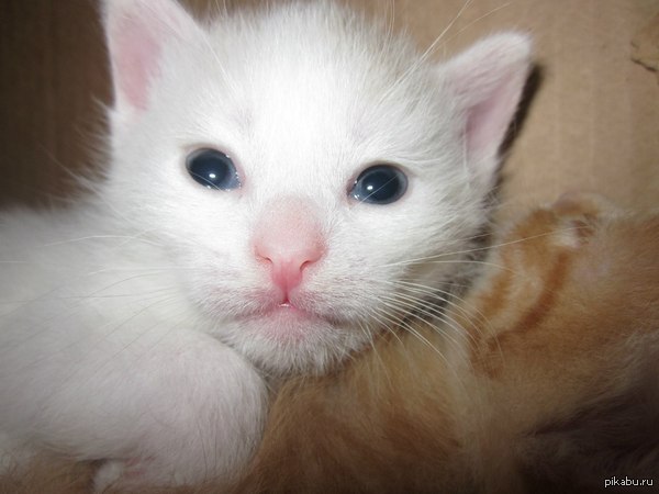 Мой котейка