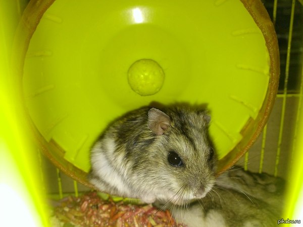 Взгляд хомяка | Пикабу