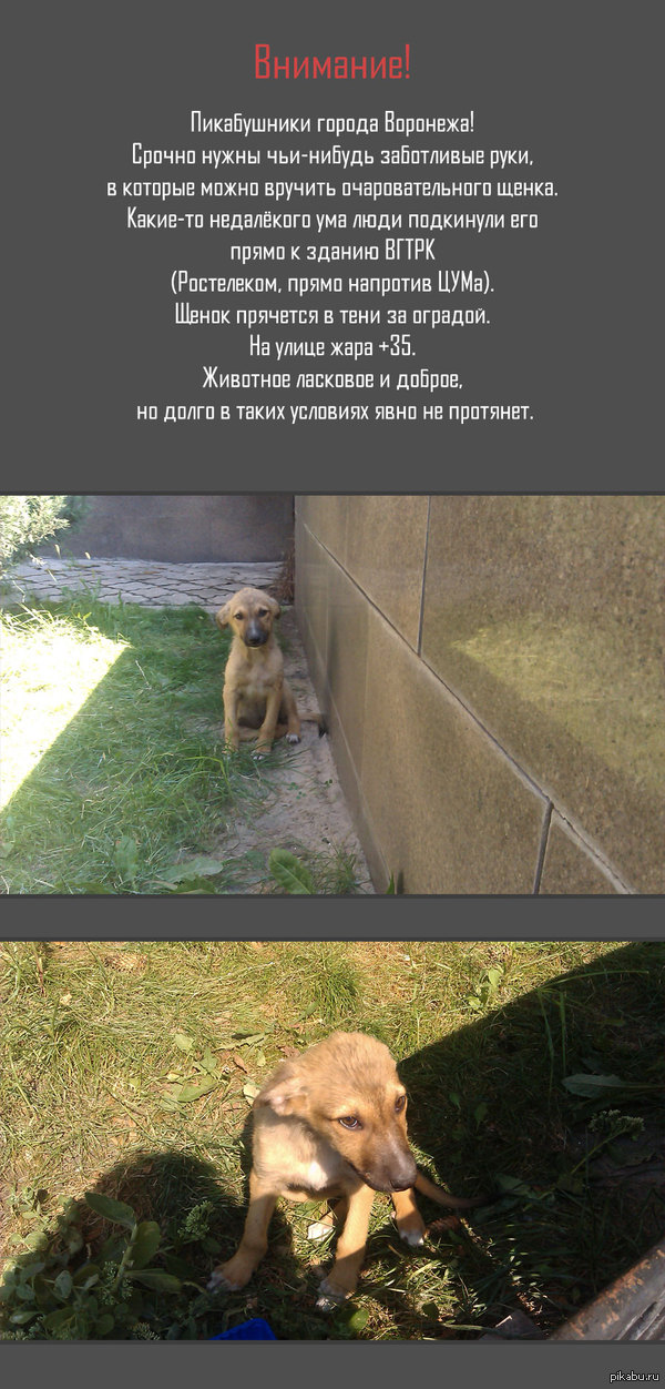 Алярм-алярм!