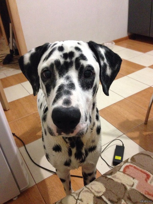 Держите фотку моего пса^^