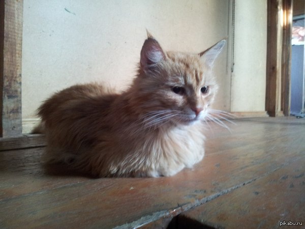 Ободранный кот и ободранные полы