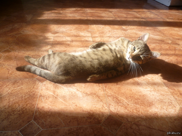 ��������� �������)