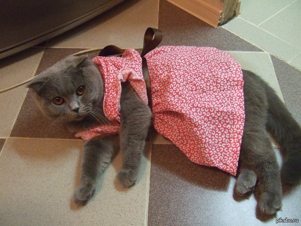Котейка в платье