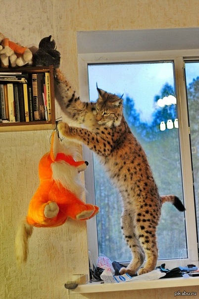 &quot; -      &quot;)