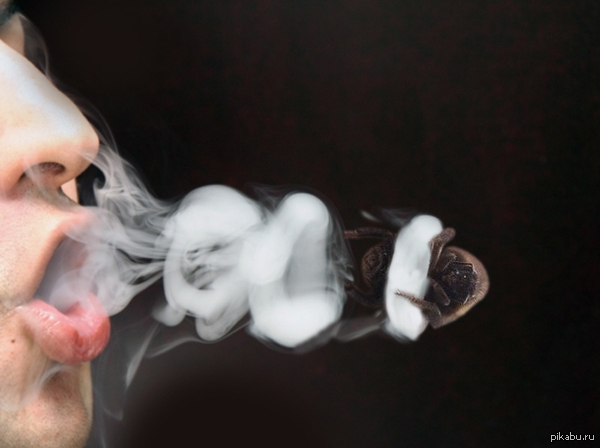 В поддержку шмеля :)