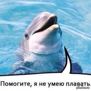 О чем говорят дельфины | Пикабу