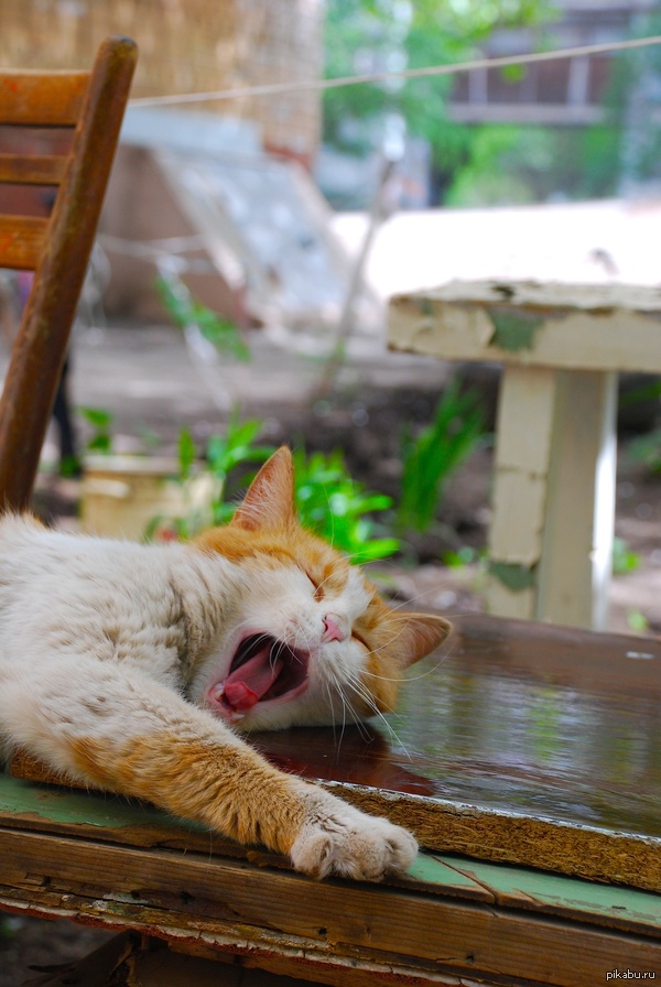 �������� ���