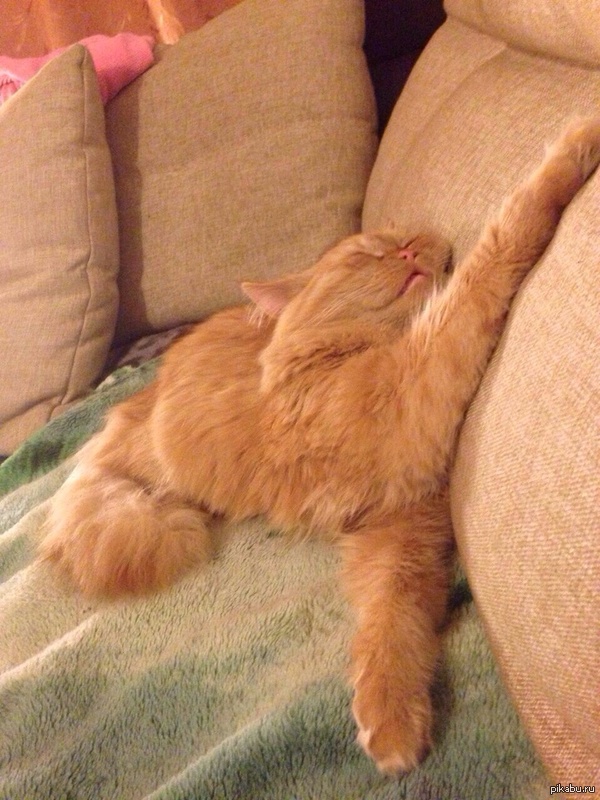 Просто мой кот спит