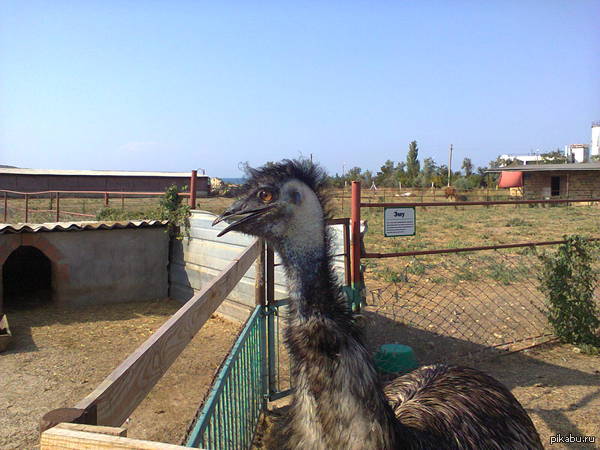 ударим по санкциям страусятиной!!