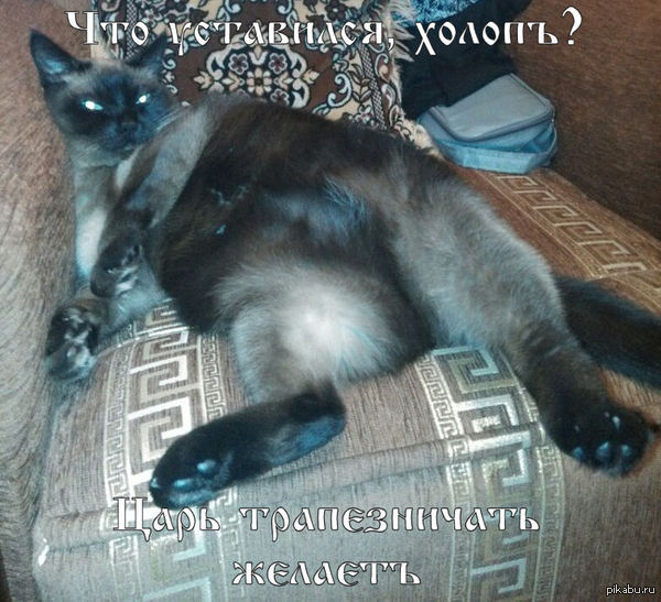 Мой кот явно знает, кто в доме хозяин