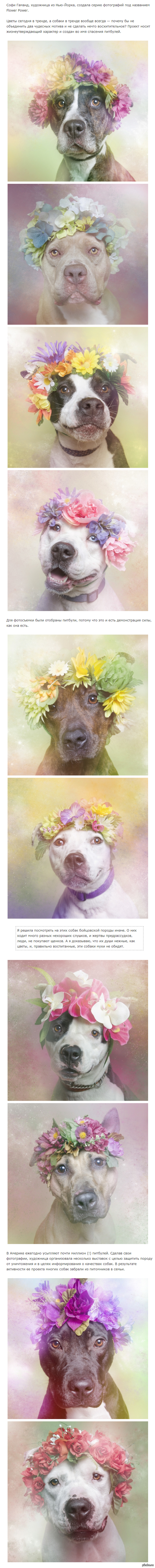 ������ - ����� �����