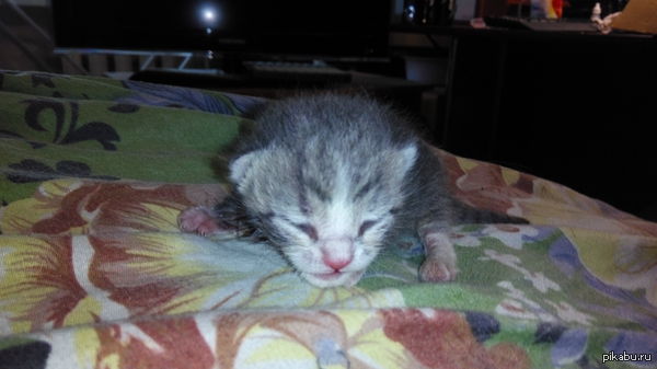 ��������. ������������.