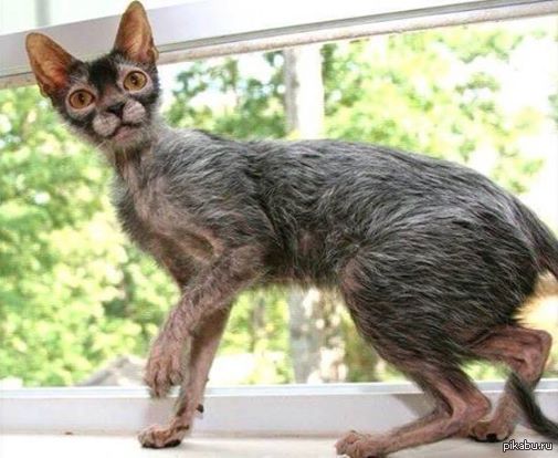 Ликой - кот оборотень Генетическая мутация короткошерстных кошек и котов  привело к тому что их потомство стало выглядеть как оборотни | Пикабу