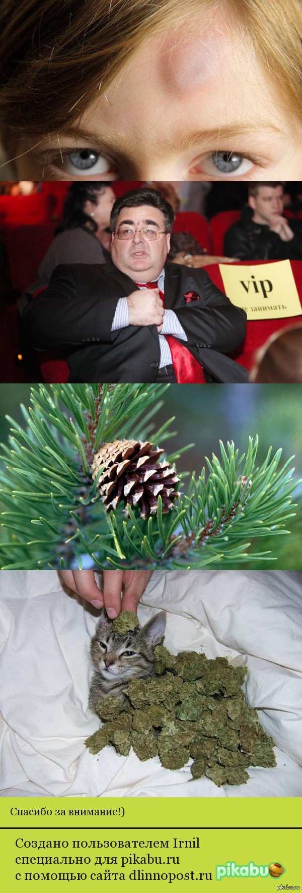 Немного о шишках