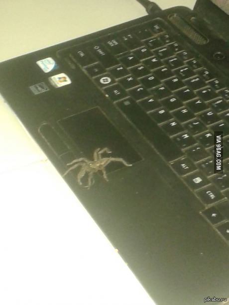 Но я же копил на ноут всё лето.. да ну и чёрт с ним