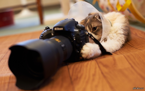 Furry Photographer :) - Kotofoto, cat, The photo