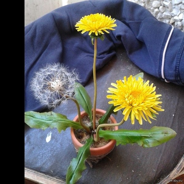 ������� ����)