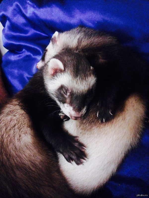 The ladies are sleeping - My, Ferret, ferret sleeping, Ferret, domestic ferret, Pets