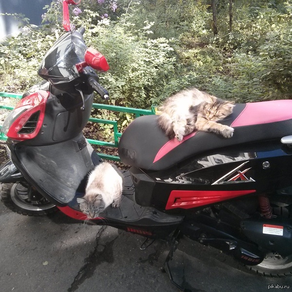 ���� �����, ���?