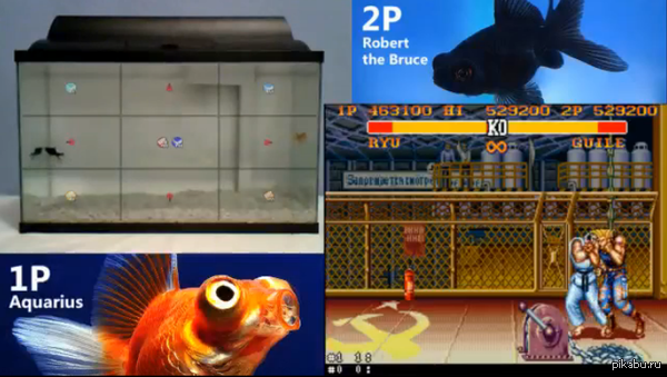 Рыбы играют в Street Fighter 2