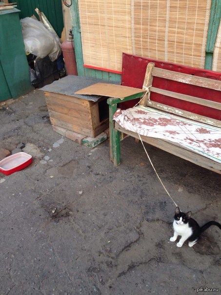 Осторожно! Злой котенок!