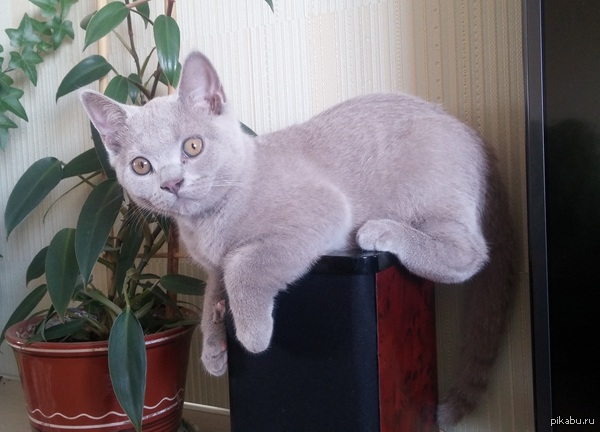 � ��� ����� � ���� ���� ���� :)