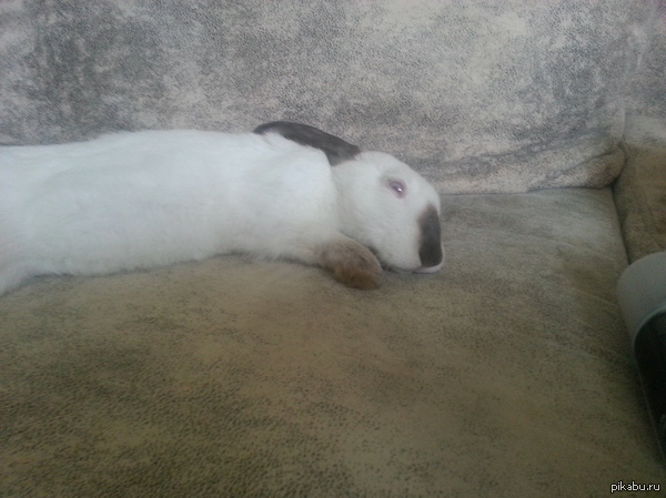 ������ ������� ����� ����� �����