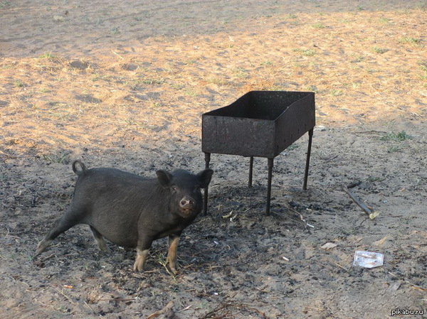 Кабан как бы намекает...