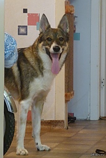 ������, �������� ���������� �����,  ����� �� ��� ������ �� ���� ��������