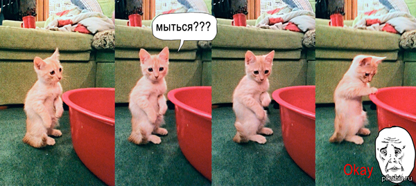 Котэ друга)