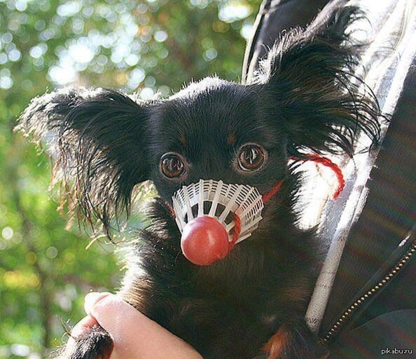 Когда нет денег на намордник