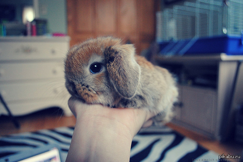 ������ ������ - �������������� ����������)