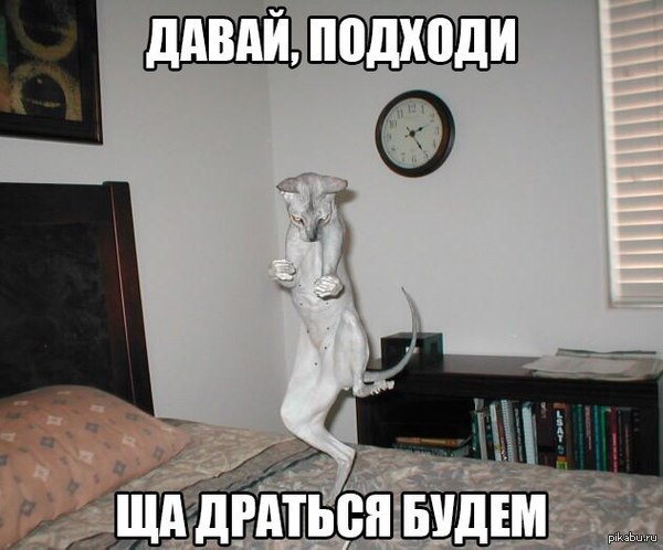 �� ������ �*��