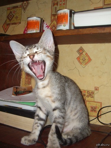 �����, ��� ��� �������)