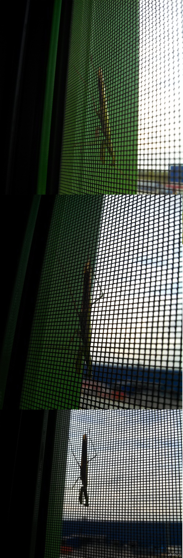 Богомол в Уфе | Пикабу