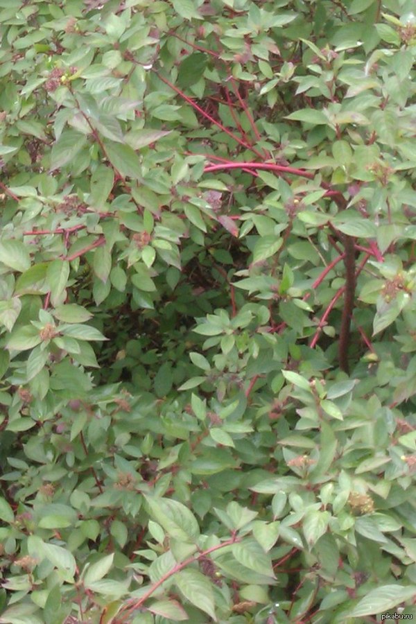 Сегодня с друзьями увидели,Подскажите что за дерево такое странное?)