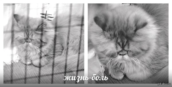 ����� - ����