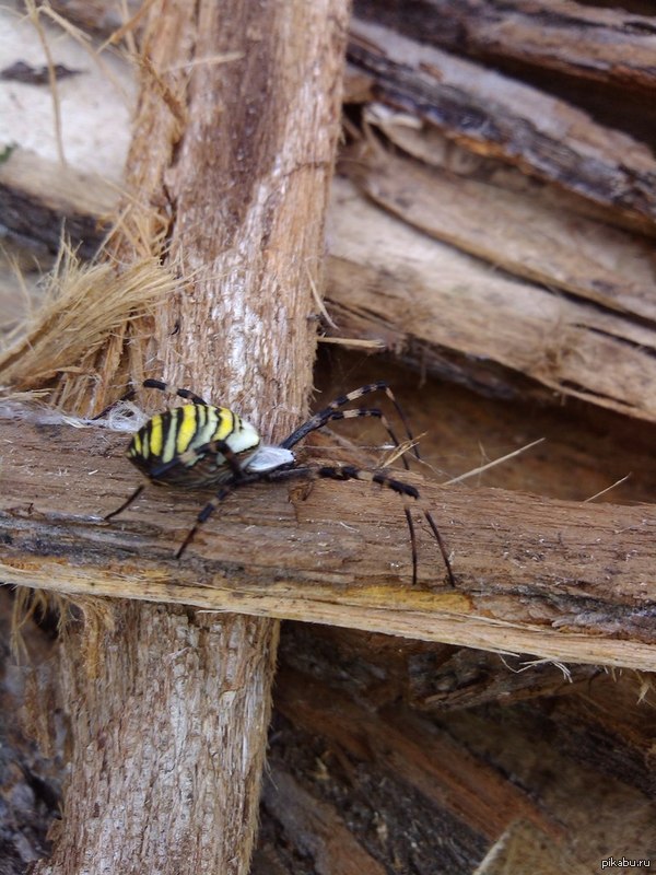 ����� �����,� ���...