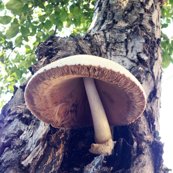 Городская природа.