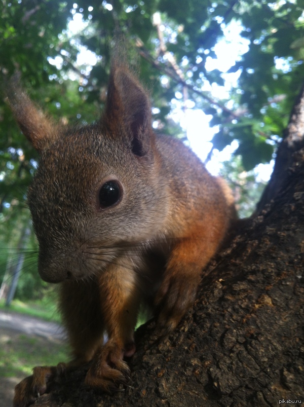 ������� ������)