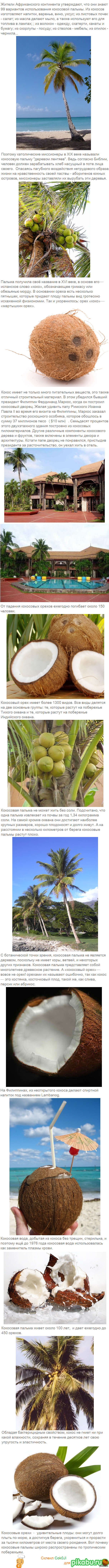 Interesting about coconuts. - My, Coconut, Interesting, Longpost