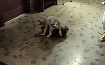 Grizzly vs Wolf !