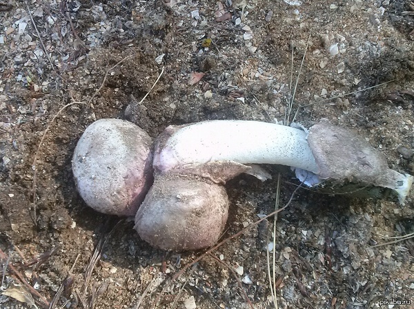 Гриб нежданчик